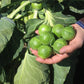 BRUSSELS SPROUT 'Nautic'