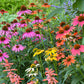 CONEFLOWER 'Cheyenne Spirit' --Echinacea hybrida--