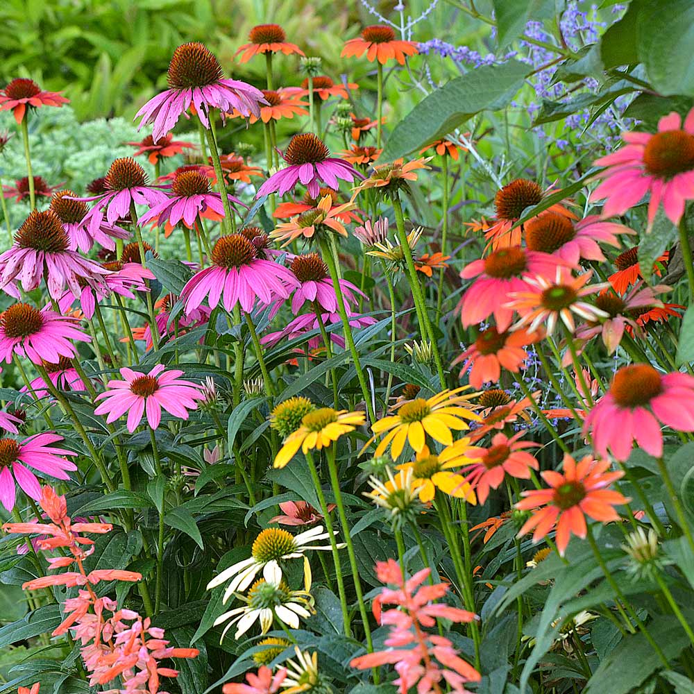 CONEFLOWER 'Cheyenne Spirit' --Echinacea hybrida--
