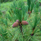 Pinus yunnanensis var. yunnanensis --Yunnan Pine--