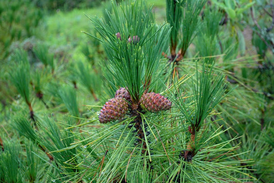 Pinus yunnanensis var. yunnanensis --Yunnan Pine--