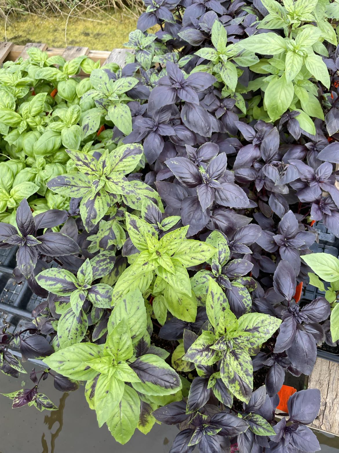 BASIL 'Deep Purple' --Ocimum basilicum-- - Nursery Taylor – Lone Star ...