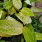 Philodendron erubescens 'Painted Lady'