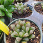 Haworthia obtusa 'Purple'
