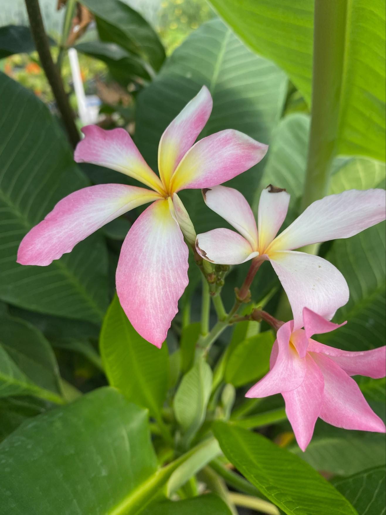 Plumeria #20 – Lone Star Nursery