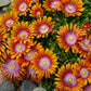 Delosperma --Fire Spinner Ice Plant--