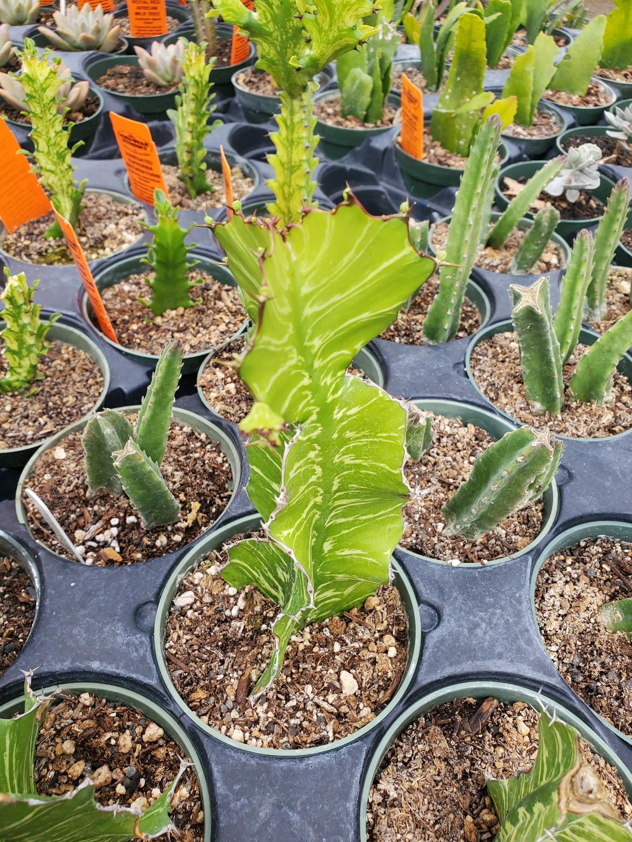 Euphorbia bougheyi x pseudocactus 'Sunrise'