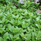 AFRICAN POTATO MINT --Plectranthus bellus--