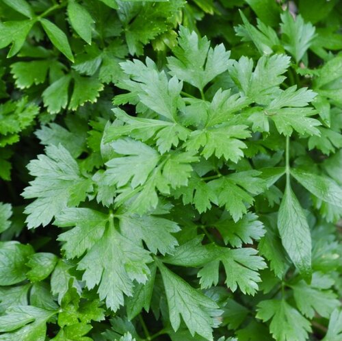 PARSLEY 'Hungarian Landrace' --Petroselinum crispum--