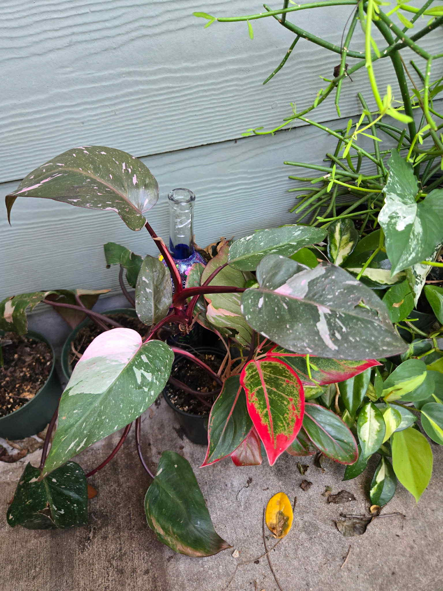 philodendron erubescens pink princess Philodendron erubescens 'Pink Princess'