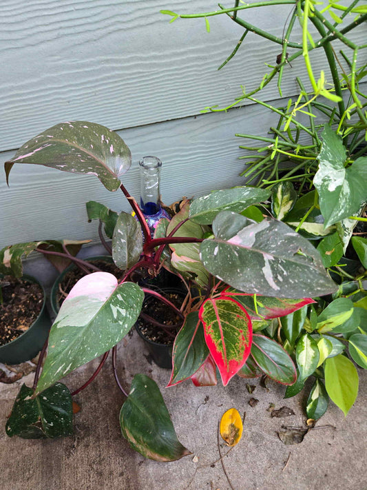Philodendron erubescens 'Pink Princess'