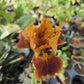 Iris germanica --Red Red Wine Bearded Iris--