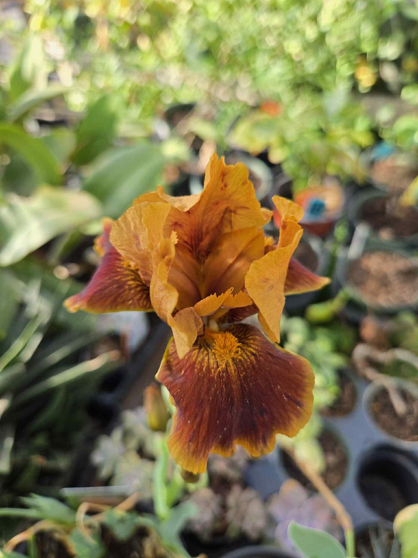 Iris germanica --Red Red Wine Bearded Iris--