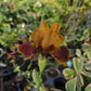 Iris germanica --Red Red Wine Bearded Iris--