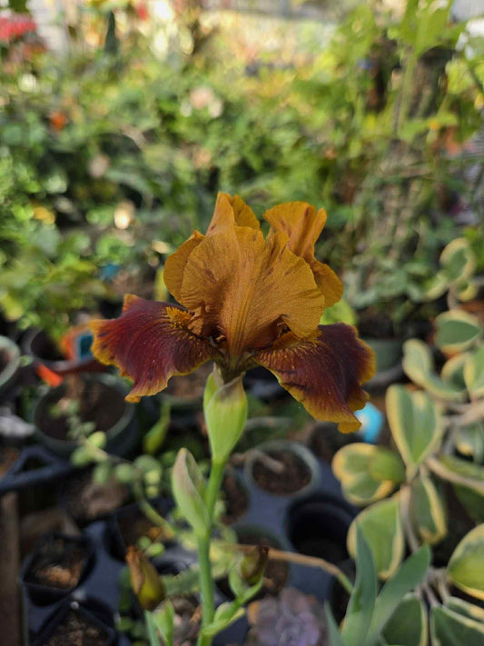 Iris germanica --Red Red Wine Bearded Iris--