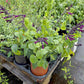 Salvia guaranitica x. --Plum Purple Sage--