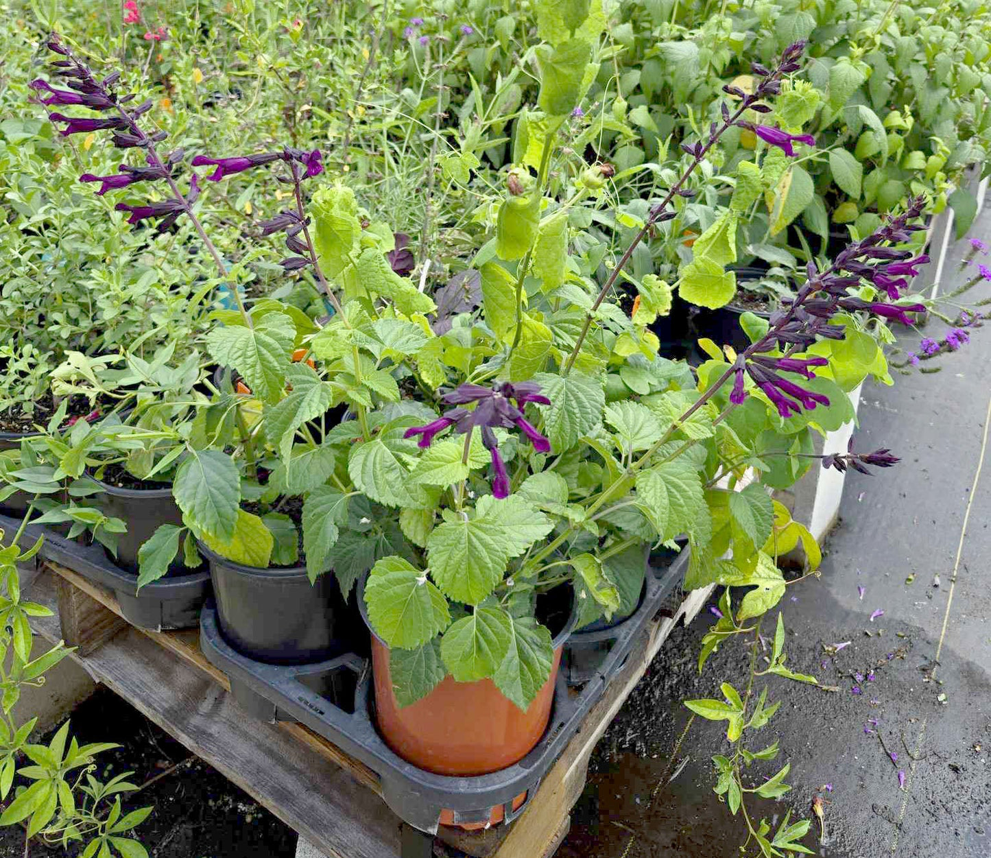 Salvia guaranitica x. --Plum Purple Sage--