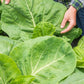 KALE 'Portuguese'