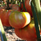TOMATO 'Brandywine'