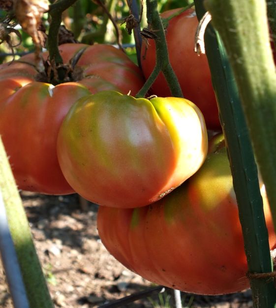 TOMATO 'Brandywine'