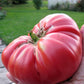 TOMATO 'Brandywine'