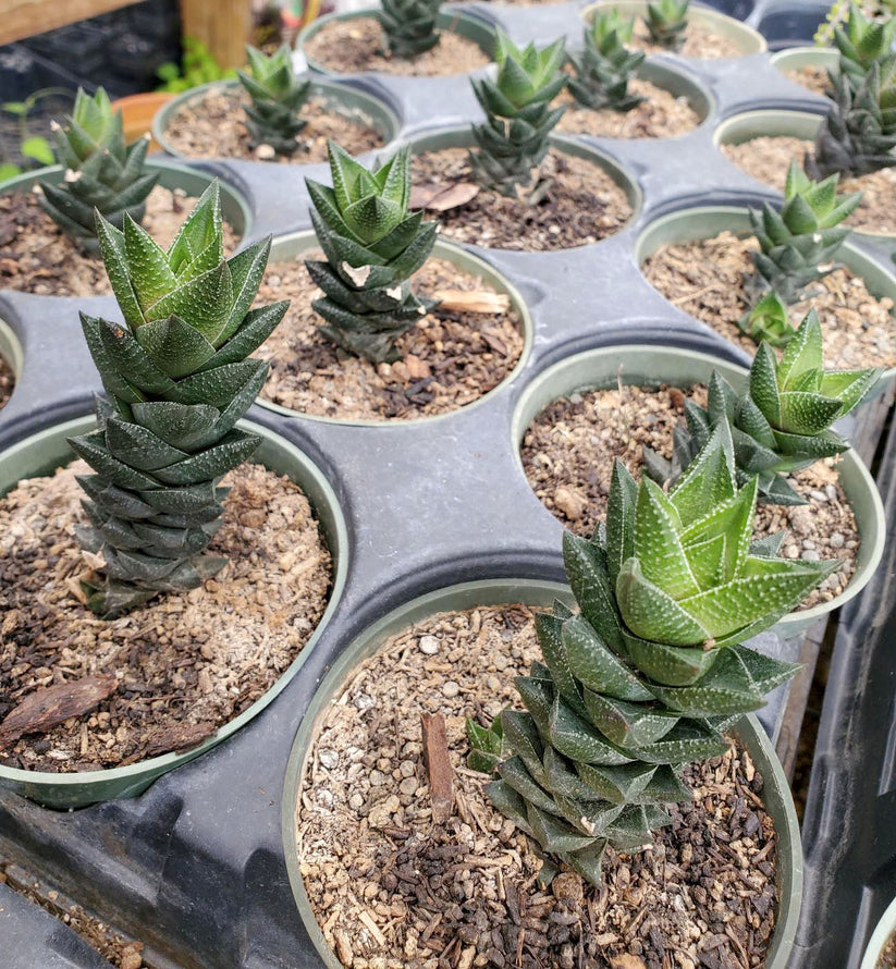 Haworthia resendeana Nursery Lockhart Lone Star Nursery
