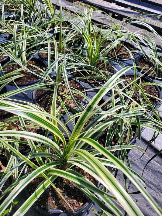 Carex --Variegated Sedge--