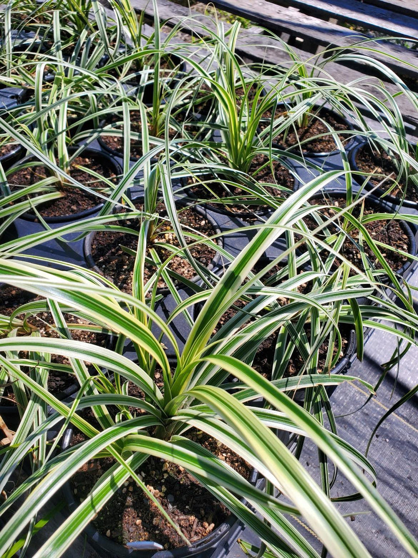 Carex --Variegated Sedge-- - Order Plants Online Austin – Lone Star Nursery