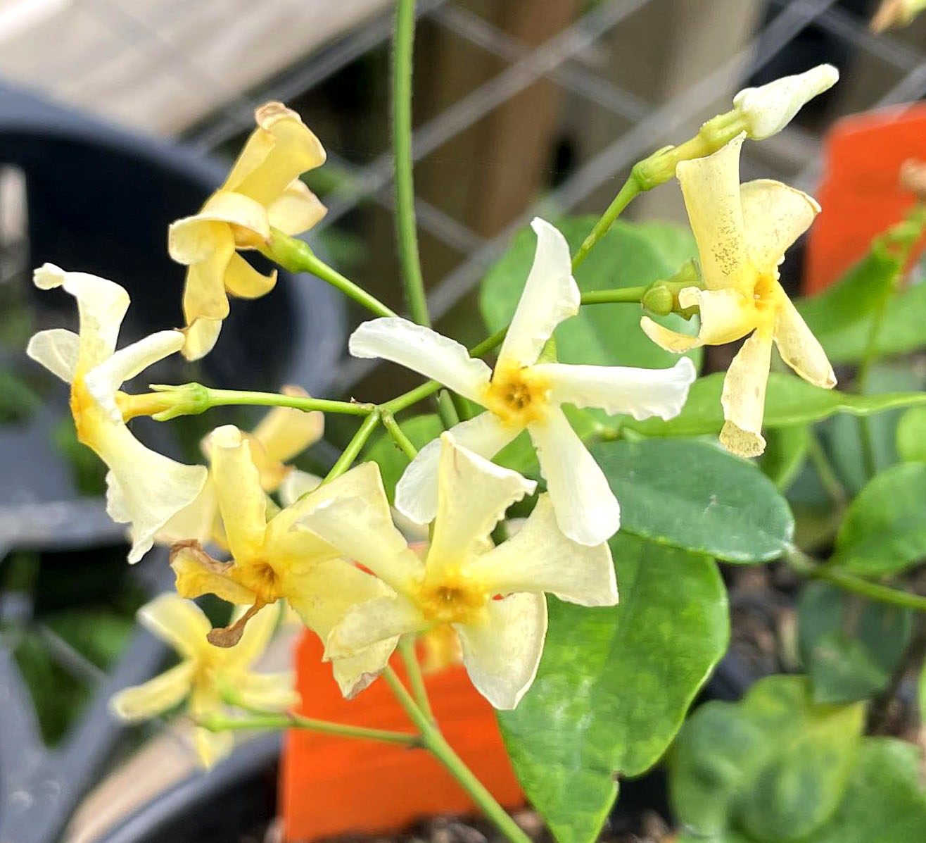 Trachelospermum asiaticum 'Mandianum' --Yellow Star Jasmine--