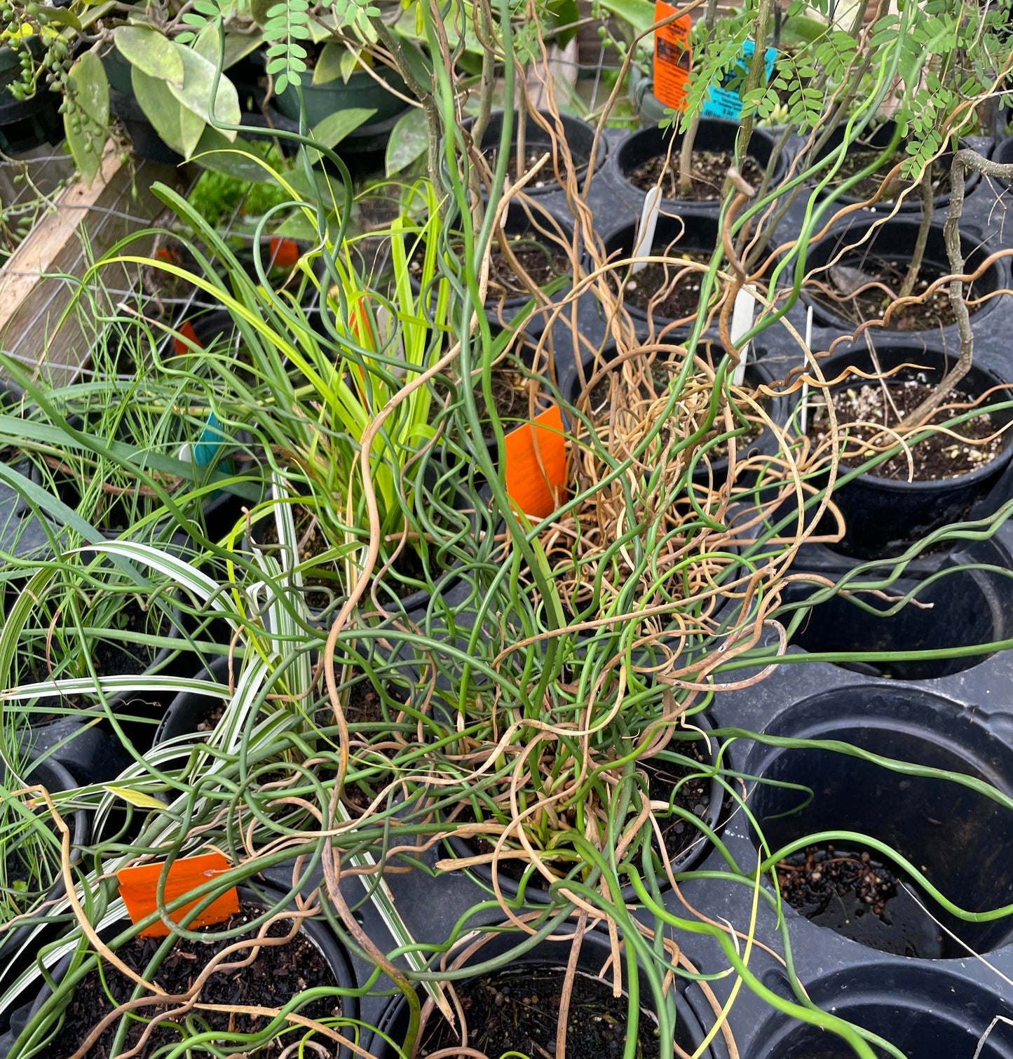 Juncus effusus 'Spiralis' --Corkscrew Rush--