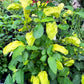 Justicia brandegeana --Lemon Sorbet Shrimp Plant--