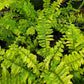 Nephrolepis exaltata --Tiger Boston Fern--