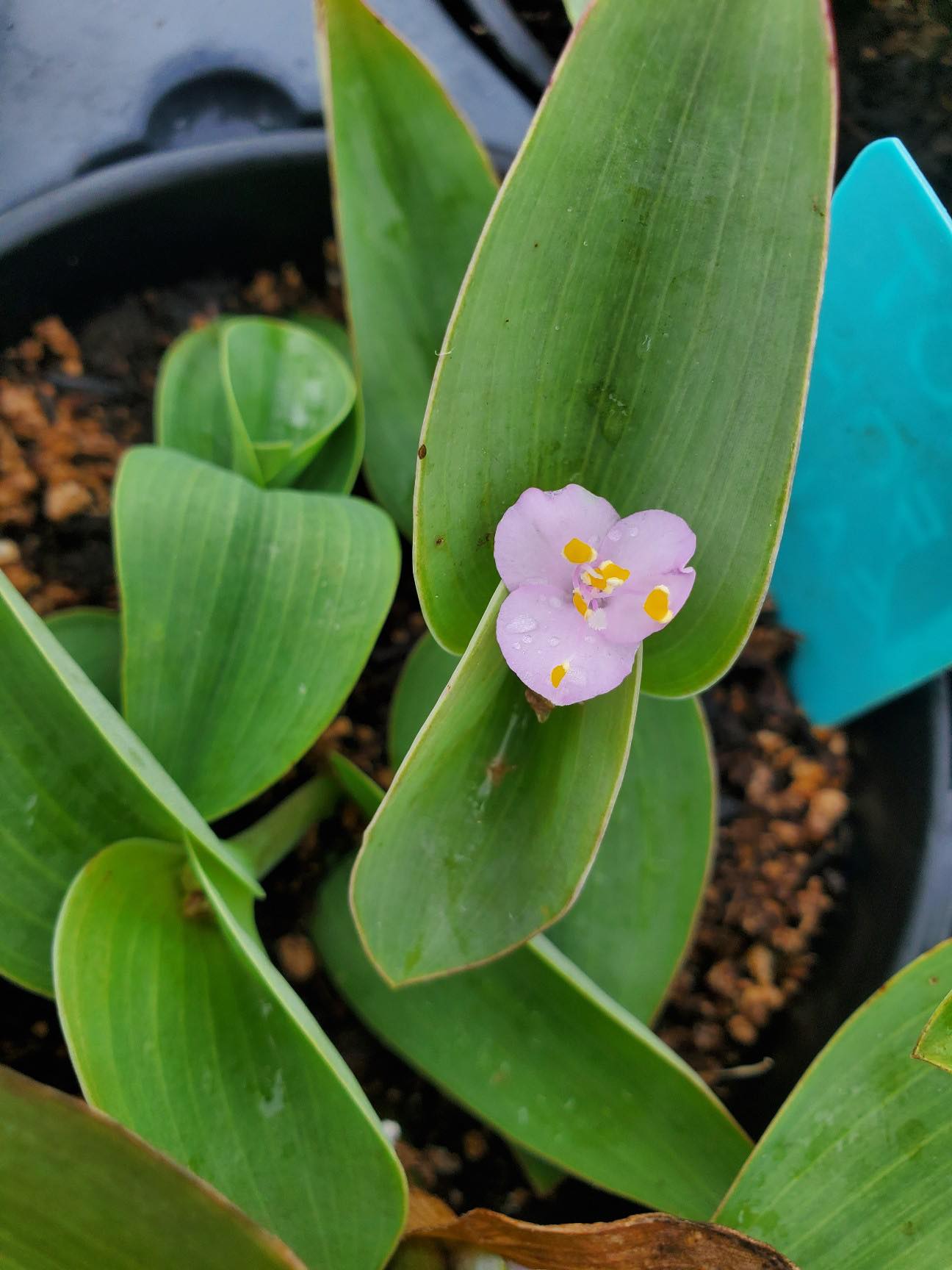 Tradescantia brevifolia --Trans-Pecos Spiderwort--