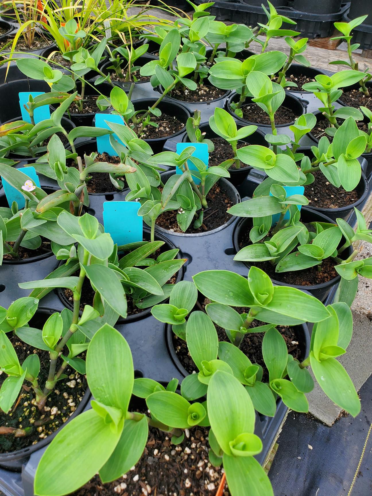 Tradescantia brevifolia --Trans-Pecos Spiderwort--