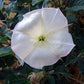 DEVIL'S TRUMPET 'Sacred Jimsonweed' --Datura wrightii--