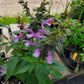 Salvia hybrida --Lavender Blue Dilly Sage--
