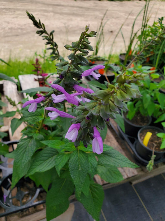 Salvia hybrida --Lavender Blue Dilly Sage--