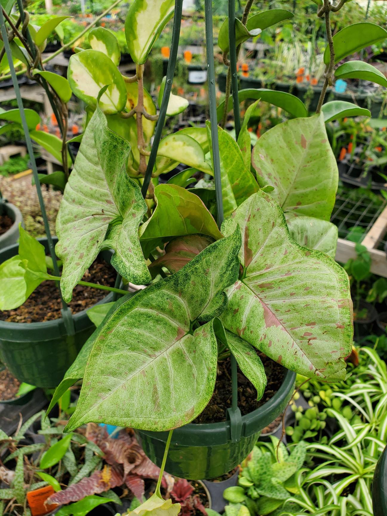 Syngonium podophyllum --Confetti Arrowhead Vine--