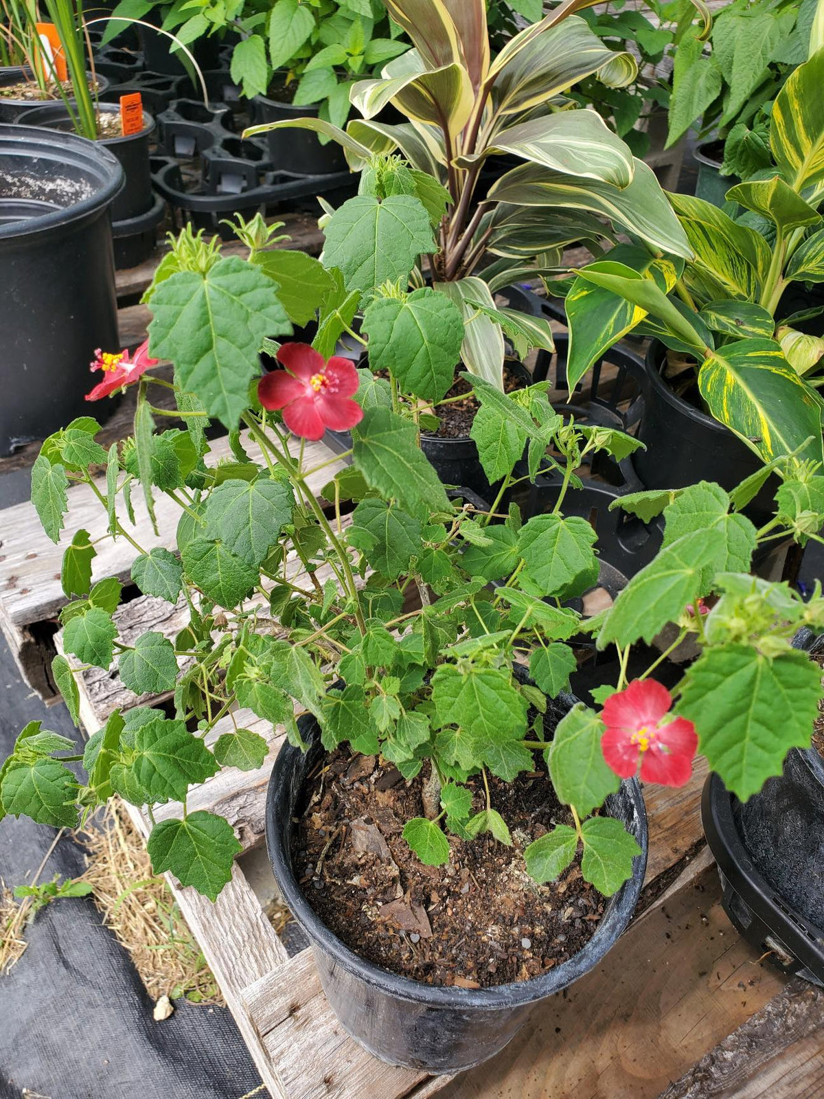 Ellen's Red Rocks Roses Pavonia lasiopetala --Ellen's Legacy Rock Rose-- - Nursery San Marcos ...