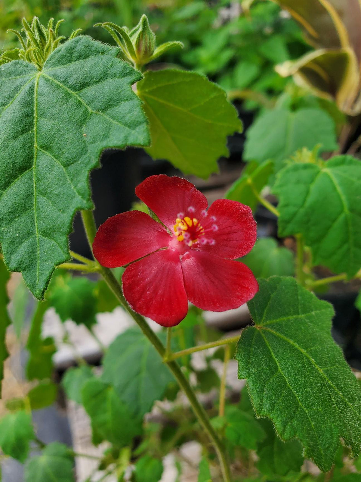 Ellen's Red Rocks Roses Pavonia lasiopetala --Ellen's Legacy Rock Rose-- - Nursery San Marcos ...