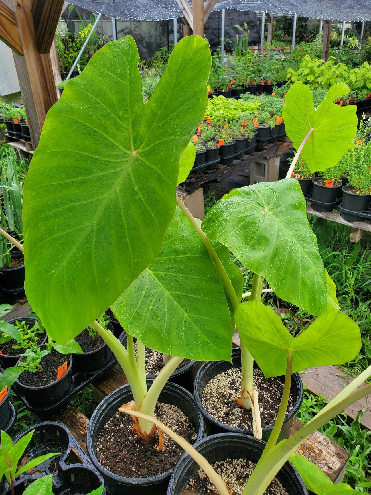 Colocasia esculenta --Hawaii Lime Elephant Ear--