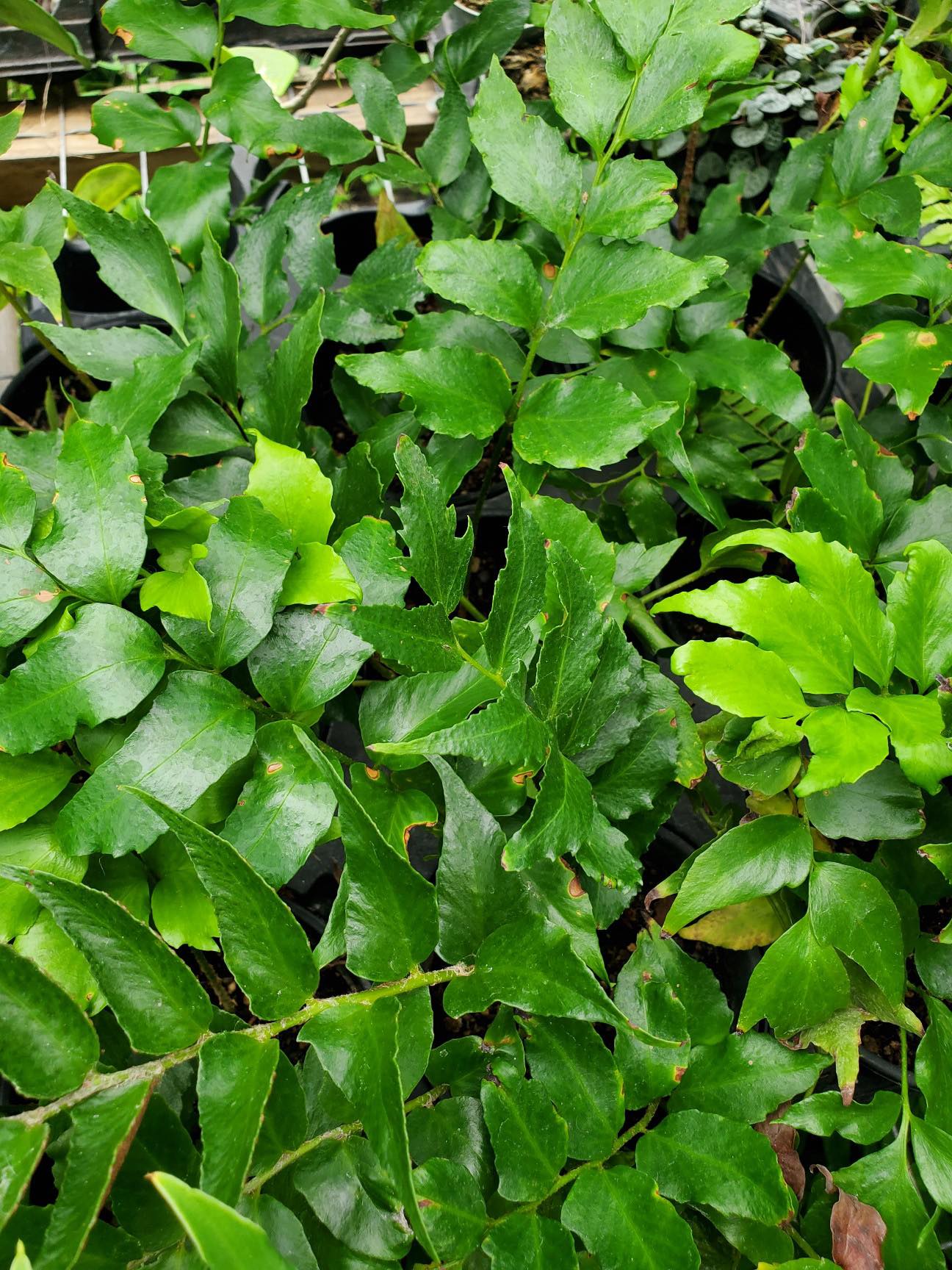 Cyrtomium falcatum --Holly Fern-- - Austin Plant Nursery – Lone Star ...