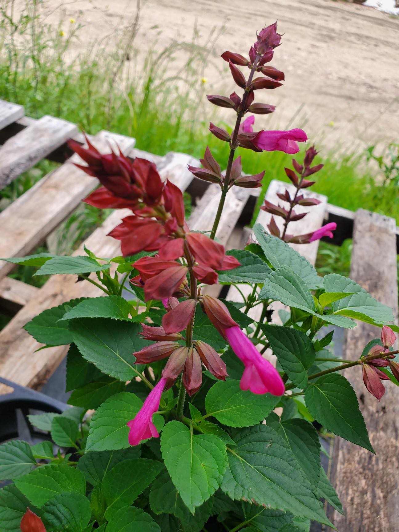 Salvia hybrida --Strawberry Sage--