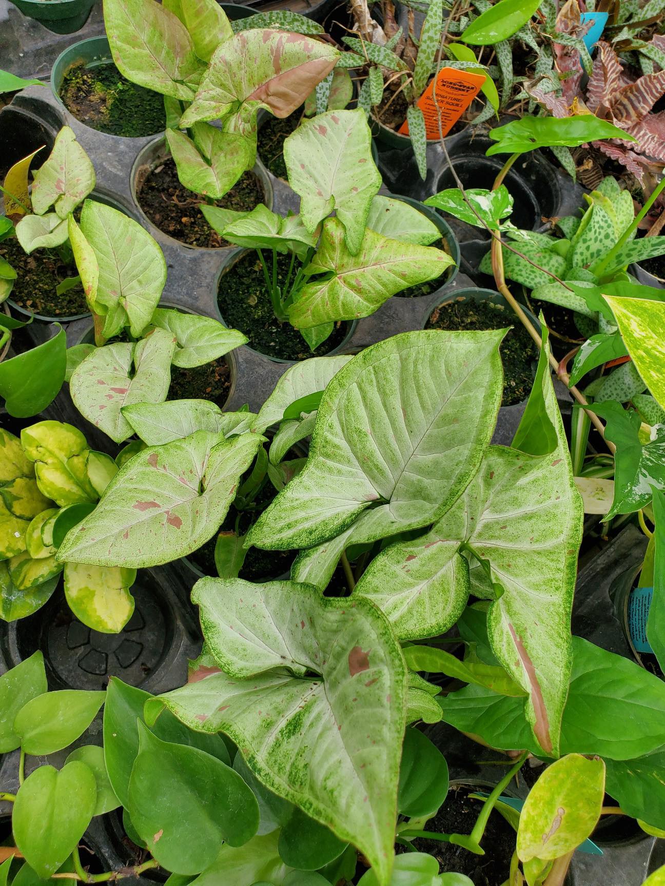 Syngonium podophyllum --Confetti Arrowhead Vine--