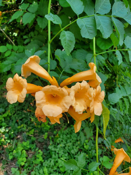 Campsis radicans 'Flava' --Yellow Trumpet Vine--