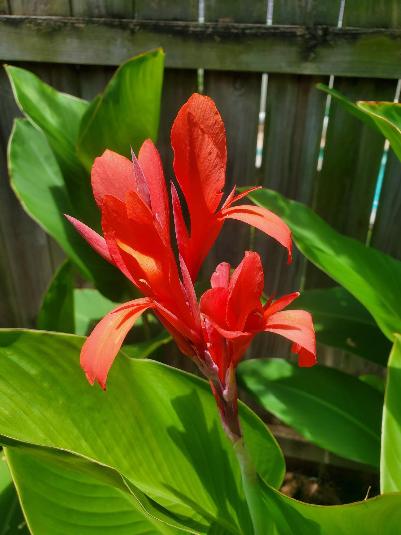 Canna x --Red Canna--