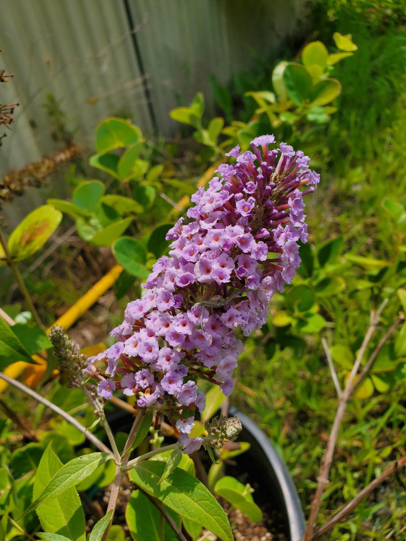 Buddleja davidii --Lavender Butterfly Bush--