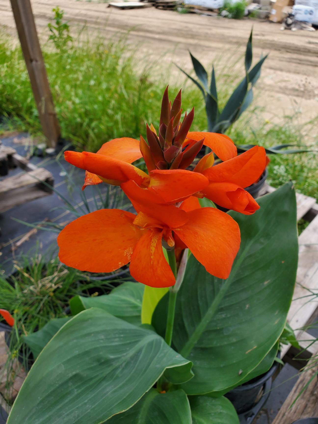 Canna x --Orange Canna--