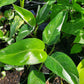 Philodendron 'White Princess'