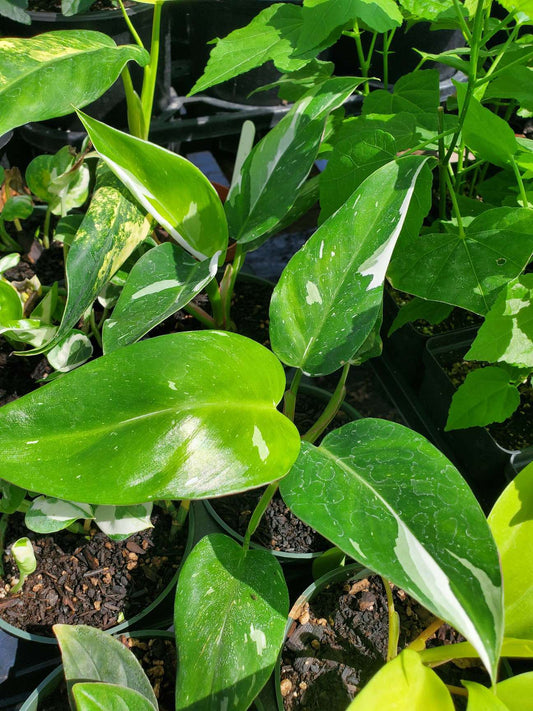 Philodendron 'White Princess'